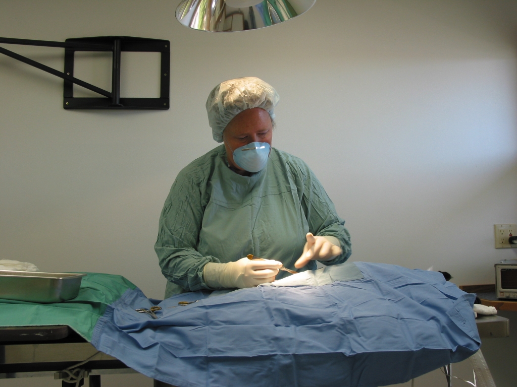 The surgical suite at Heart Mountain Animal Health
